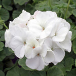 Geranium Plant Close-up of a pristine white geranium flower cluster in full bloom, set against a background of deep green rounded foliage. 10
