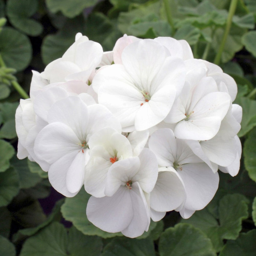 Geranium White Plant Close-up of a pristine white geranium flower cluster in full bloom, set against a background of deep green rounded foliage. 1