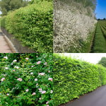 Garden Hedging Mix Garden hedge mix featuring a variety of native hedging plants, including dense green hawthorn, flowering blackthorn in white spring blossom, wild rose with pink flowers, and lush hornbeam hedge creating thick seasonal coverage. 1