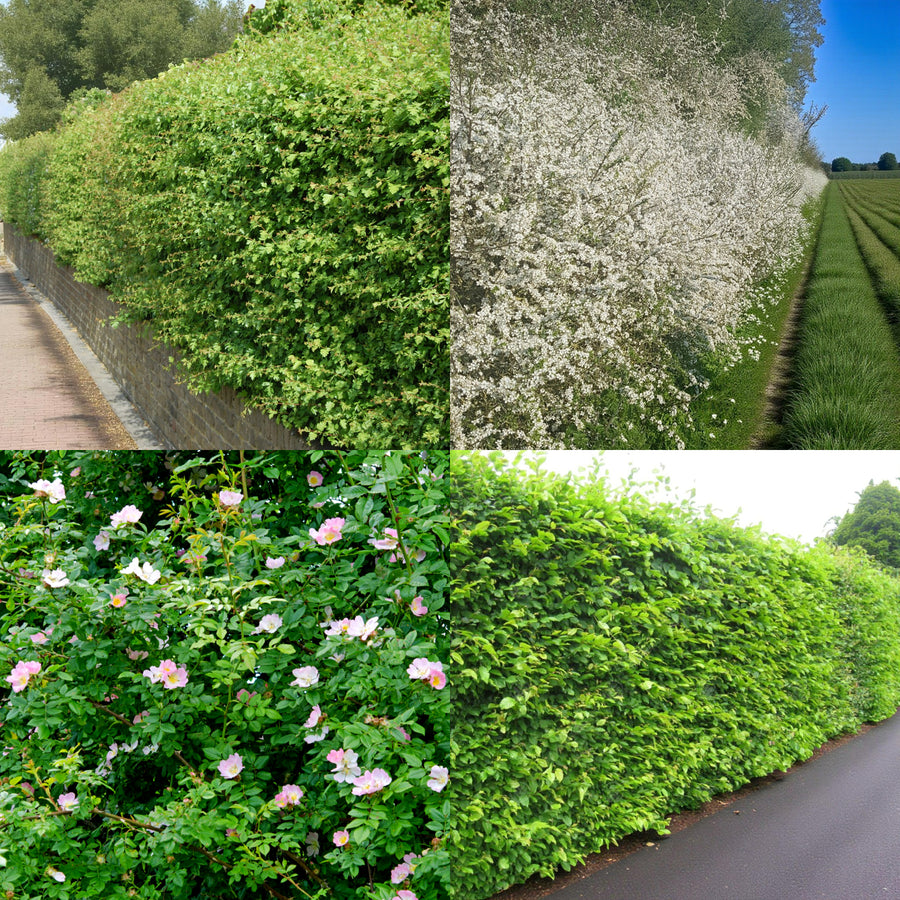 Garden Hedging Mix Garden hedge mix featuring a variety of native hedging plants, including dense green hawthorn, flowering blackthorn in white spring blossom, wild rose with pink flowers, and lush hornbeam hedge creating thick seasonal coverage. 1