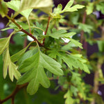 Garden Hedging Mix Close-up of fresh green hawthorn leaves with deeply lobed edges on a reddish-brown stem. 2