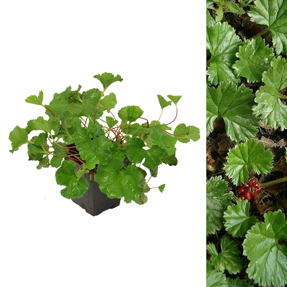 Devil’s Strawberry - Gunnera magellanica  1