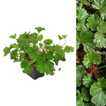 Devil’s Strawberry - Gunnera magellanica  1