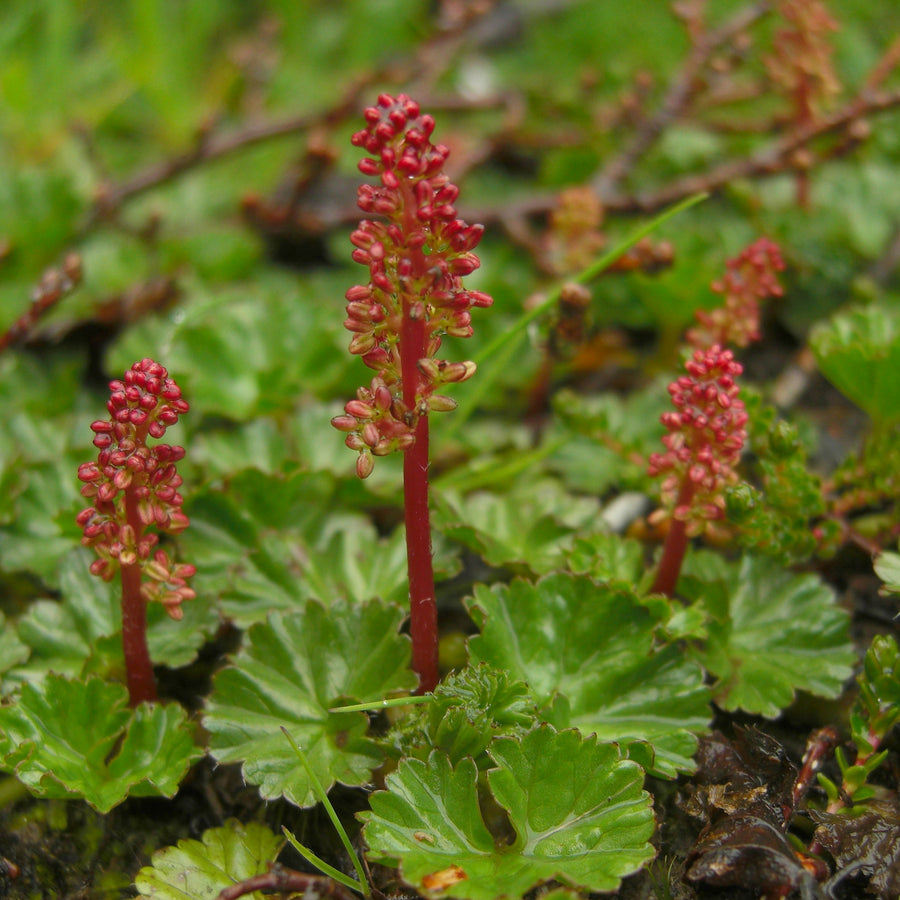 Devil’s Strawberry - Gunnera magellanica GUNNAMAGEL - image1 1