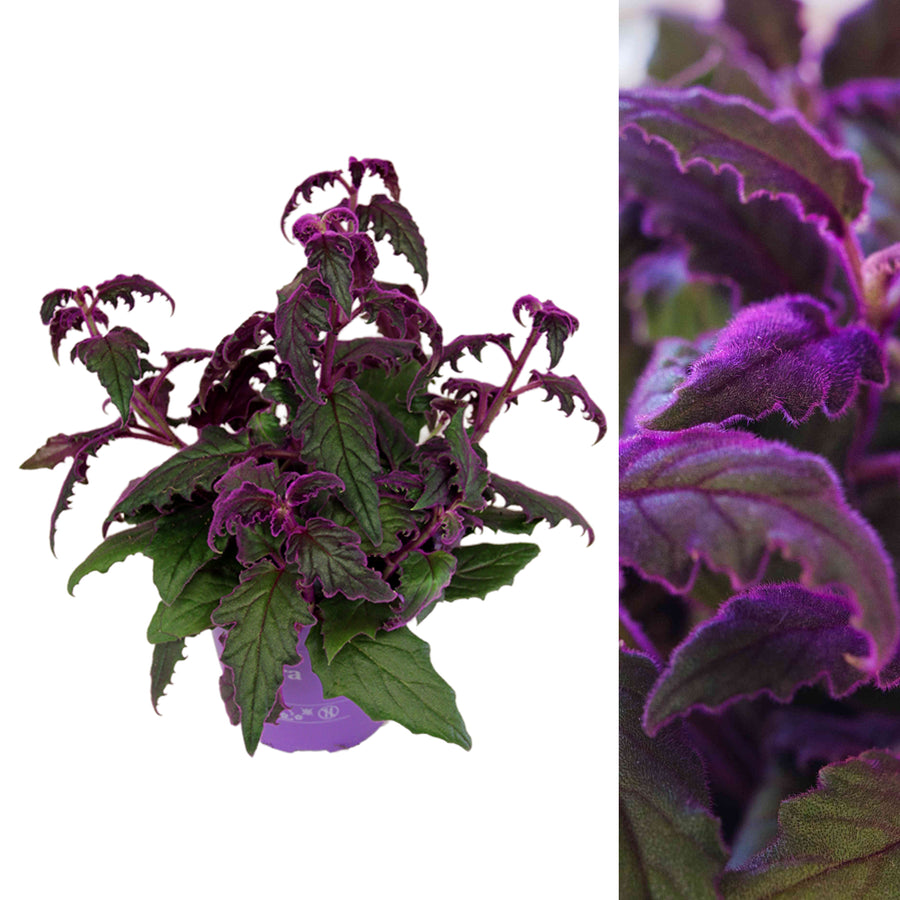 Gynura Purple Passion GYNURAPURPAS-1 5