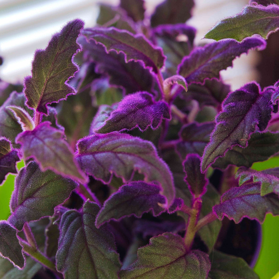 Gynura Purple Passion GYNURAPURPAS-image1 1