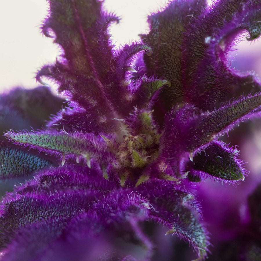 Gynura Purple Passion GYNURAPURPAS-image3 1