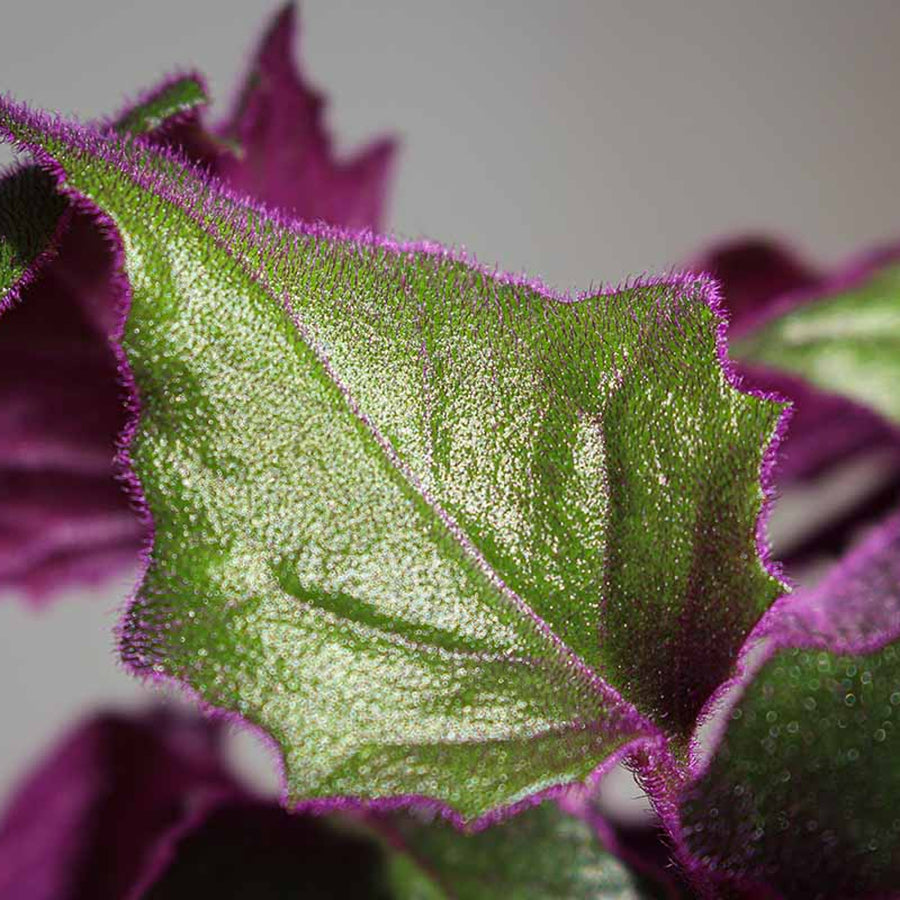 Gynura Purple Passion GYNURAPURPAS-image4 3