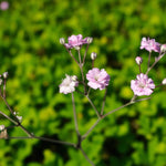 Gypsophila Pacifica Bare Root  2