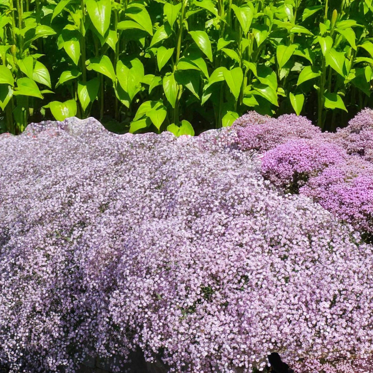 Gypsophila Pacifica Bare Root  3