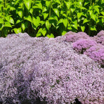 Gypsophila Pacifica Bare Root  3