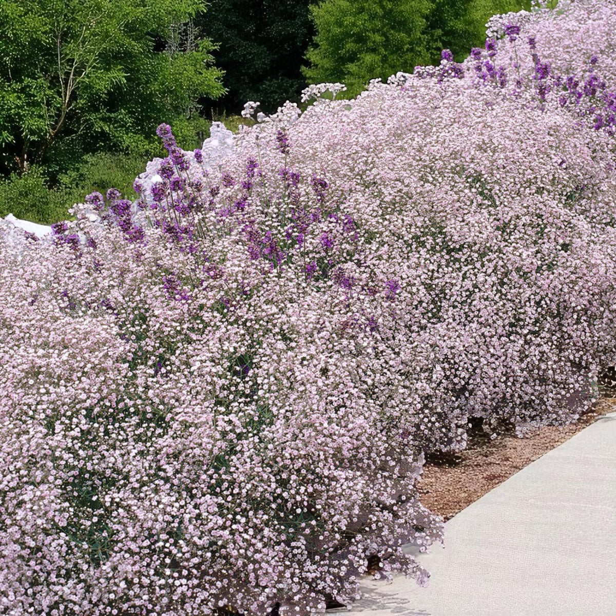Gypsophila Pacifica Bare Root  4