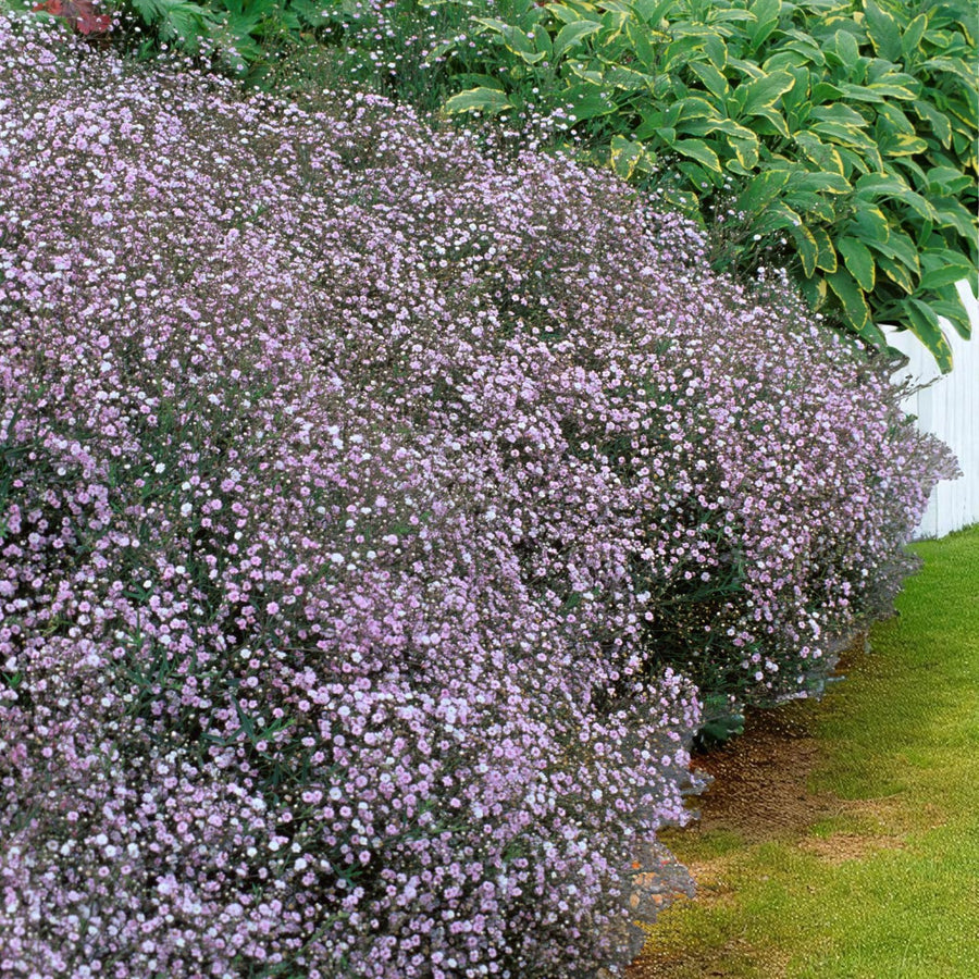 Gypsophila Pacifica Bare Root  1