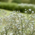 Gypsophila Paniculata Bare Root  3