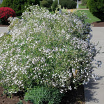 Gypsophila Paniculata Bare Root  4