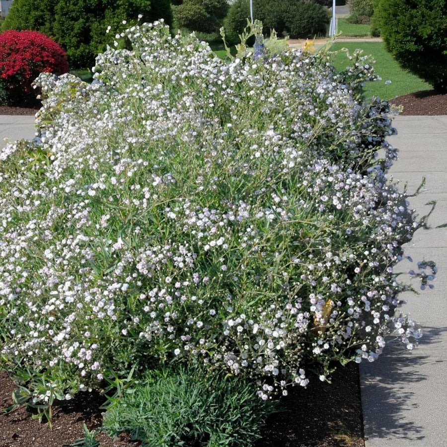 Gypsophila Paniculata Bare Root  4