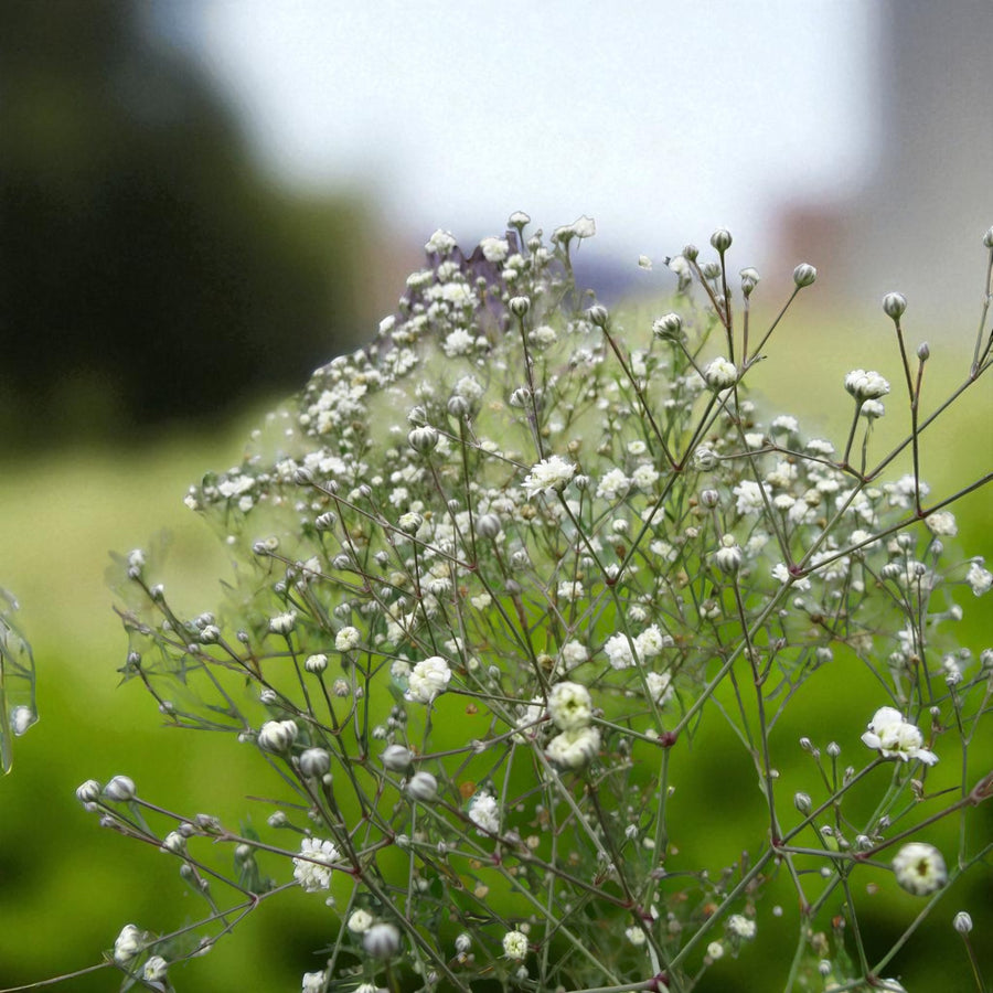 Gypsophila Paniculata Bare Root  1