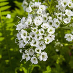 Gypsophila Paniculata Bare Root  2