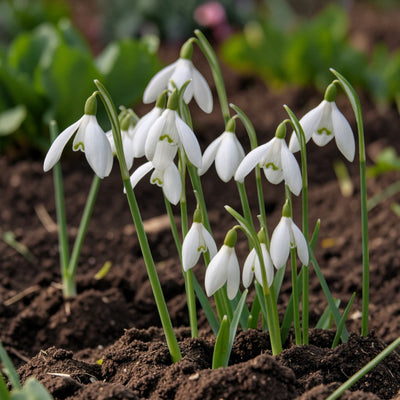 Galanthus Nivalis Snowdrop Bare Roots