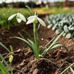Galanthus Nivalis Snowdrop Bare Roots  2