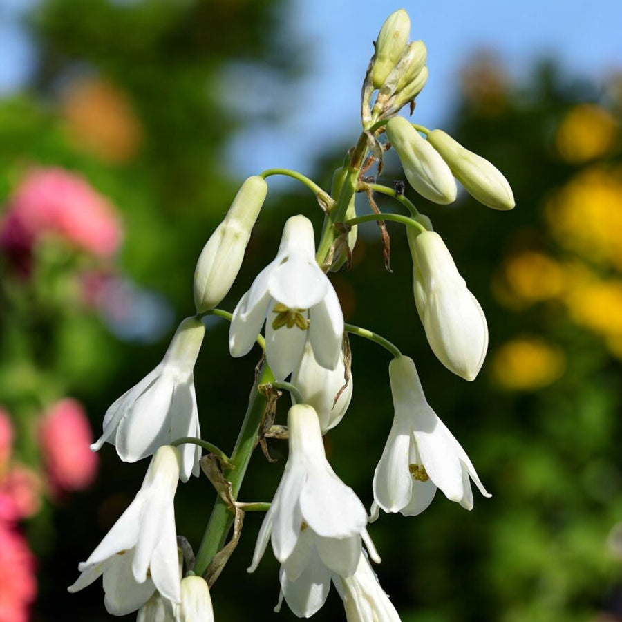 Galtonia Summer Hyacinth Bulbs  1