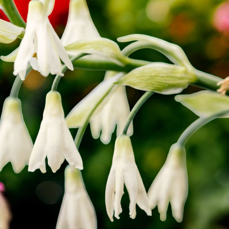 Galtonia Summer Hyacinth Bulbs  4