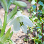 Galtonia Summer Hyacinth Bulbs  3