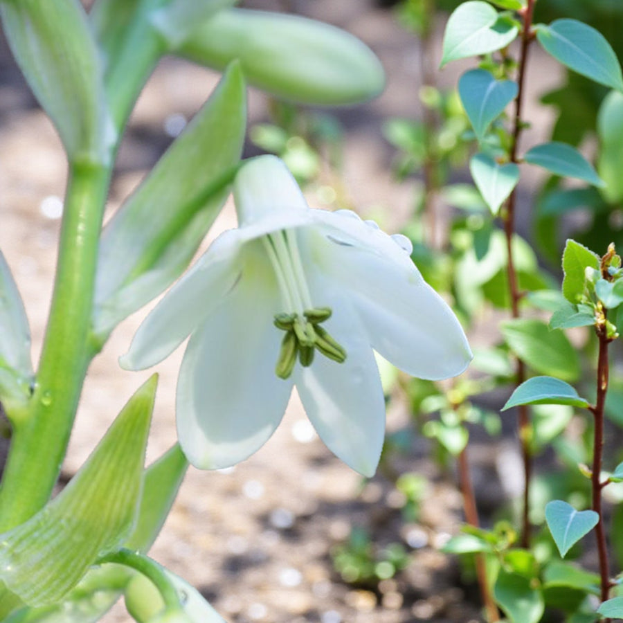 Galtonia Summer Hyacinth Bulbs  3