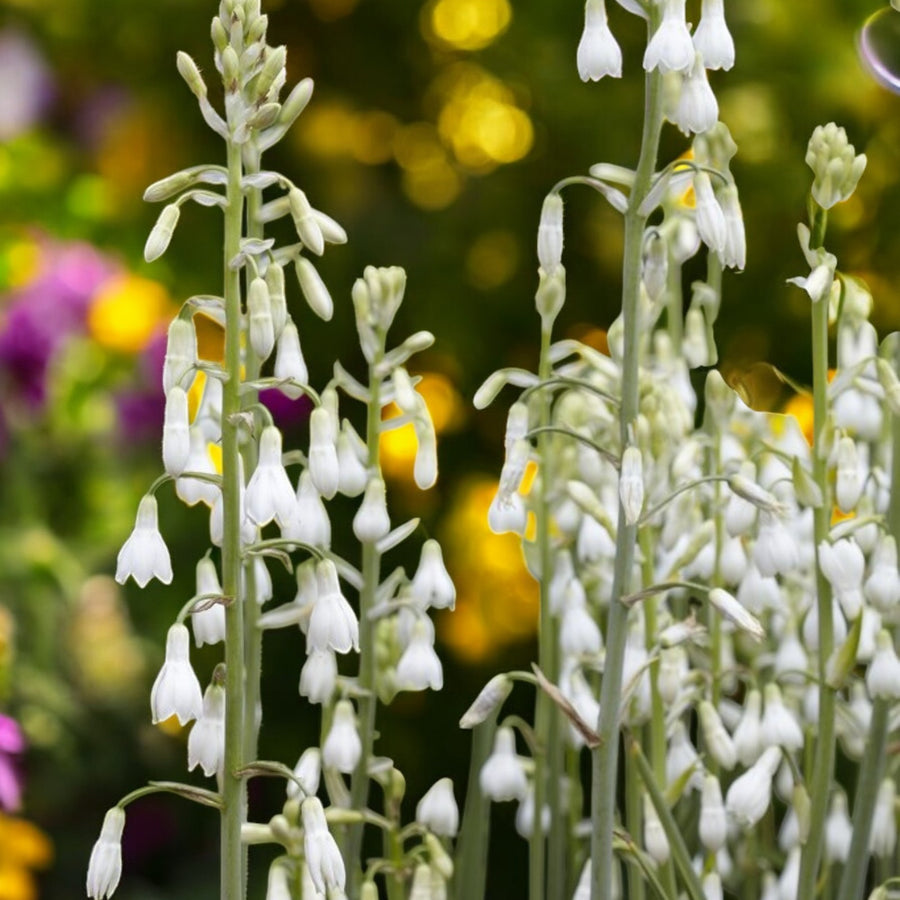 Galtonia Summer Hyacinth Bulbs  2