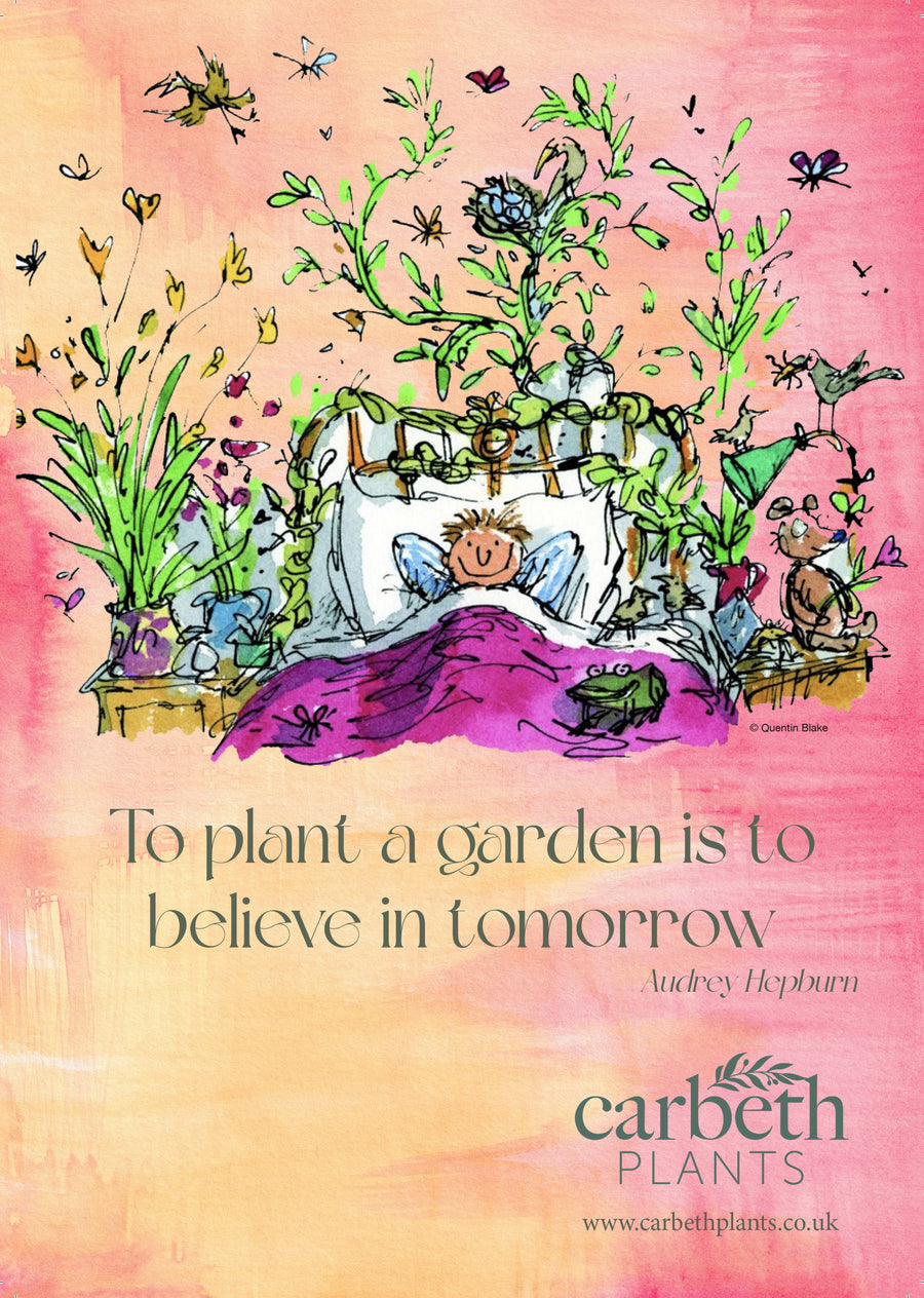 Carbeth Plants Wellness Kit - Garden Artwork Carbeth Plants Wellness Kit - Garden Artwork image2 2