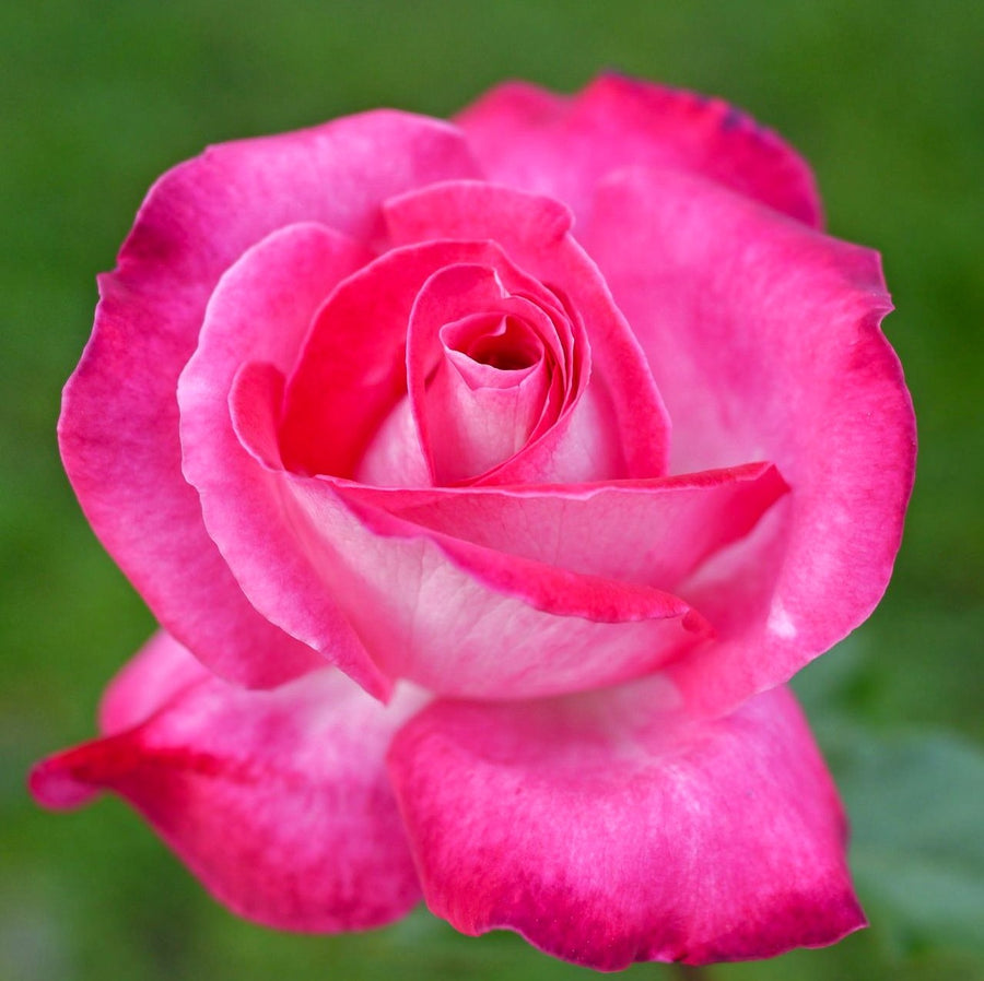 Rose Bush 'Gaujard' Gaujard 1