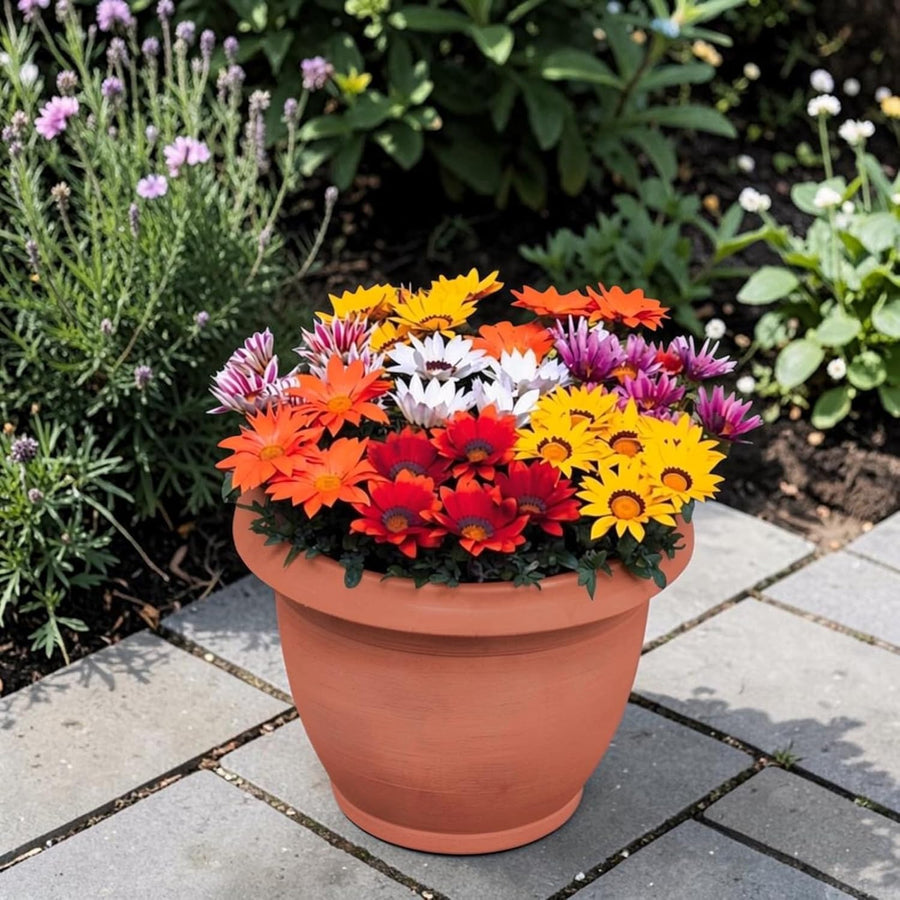 Gazania Bedding Plants Mix  3