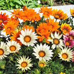 Gazania Bedding Plants Mix  1