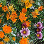 Gazania Bedding Plants Mix  4