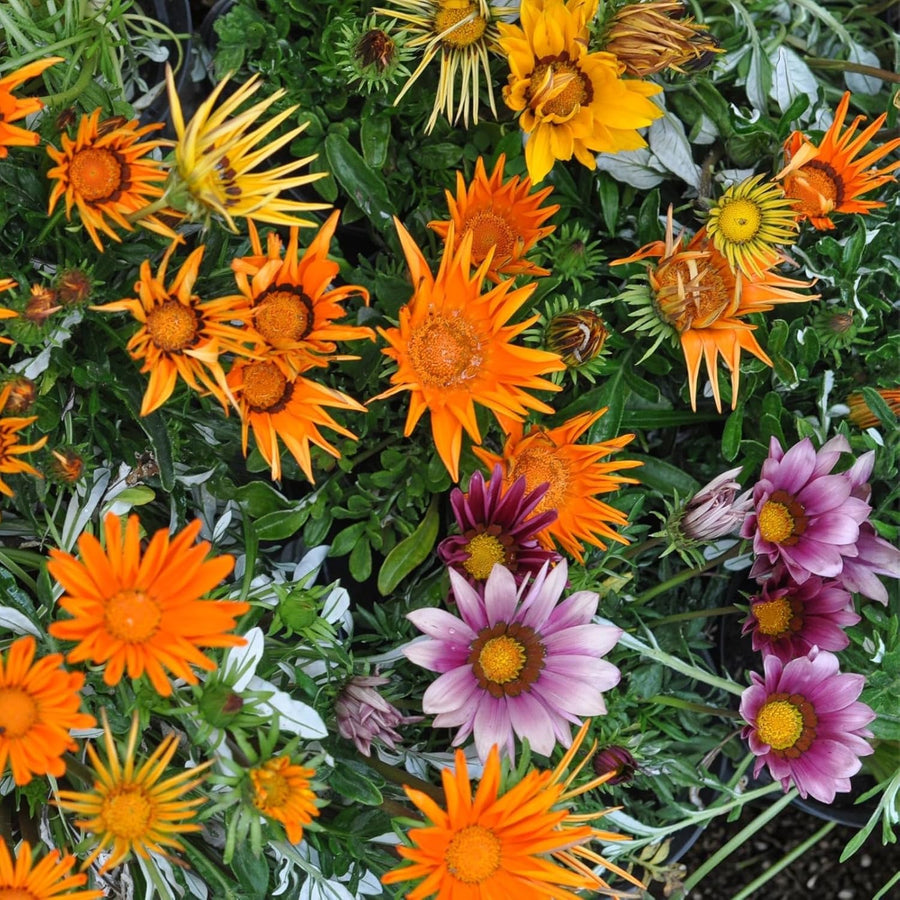 Gazania Bedding Plants Mix  4