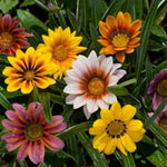 Gazania Bedding Plants Mix  2