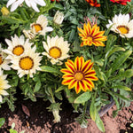 Gazania Bedding Plants Tiger Mix  2