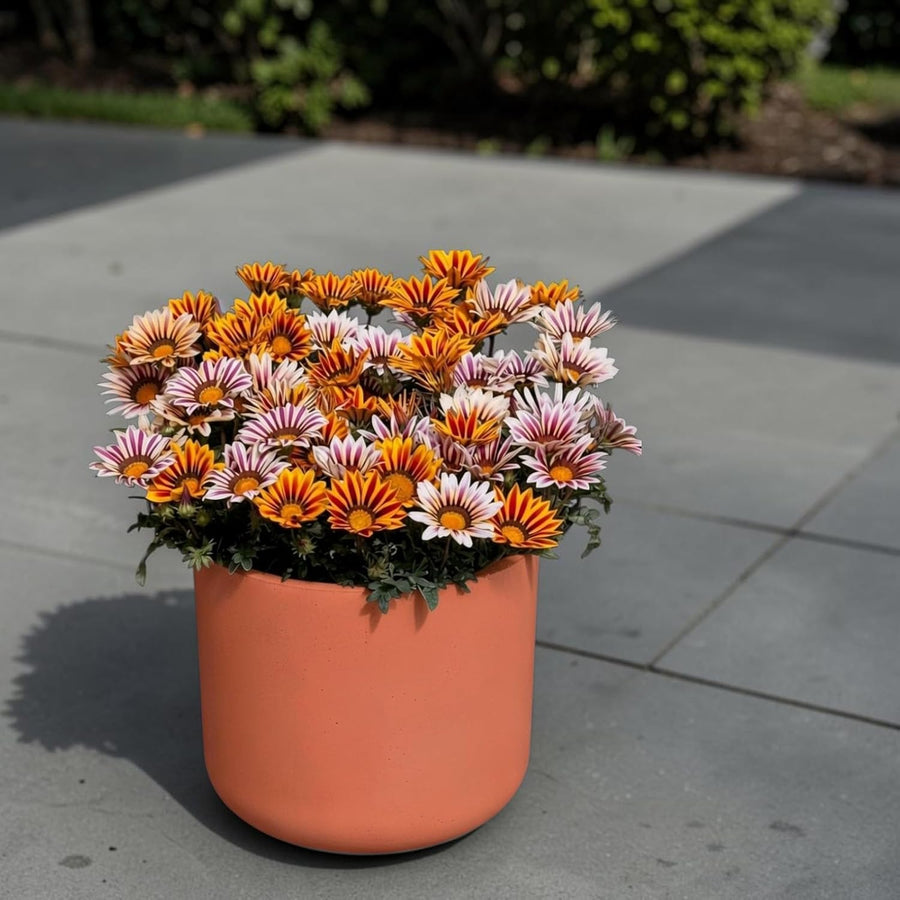 Gazania Bedding Plants  6