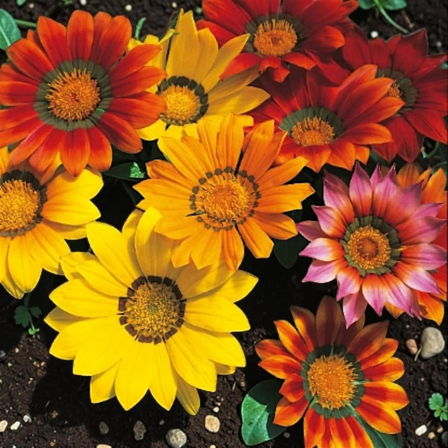 Gazania Bedding Plants  5