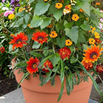 Gazania Bedding Plants Tiger Mix  4