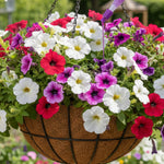 Hanging Basket Drip Feed 30ml 10 Pack  3