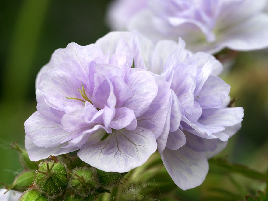 Geranium pratense - 'Cloud Nine' Geranium-Cloud-Nine-2 1