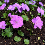 Geranium Blushing Turtle Plant  1