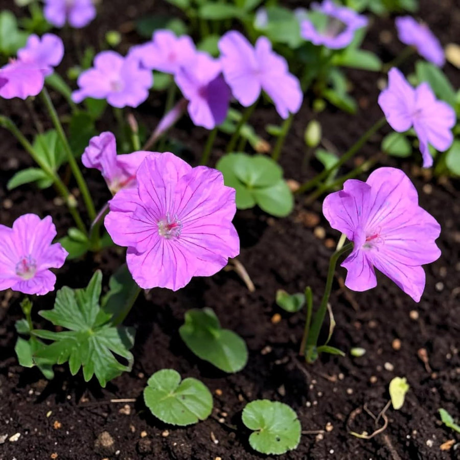 Geranium Blushing Turtle Plant  1