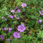 Geranium Blushing Turtle Plant  3