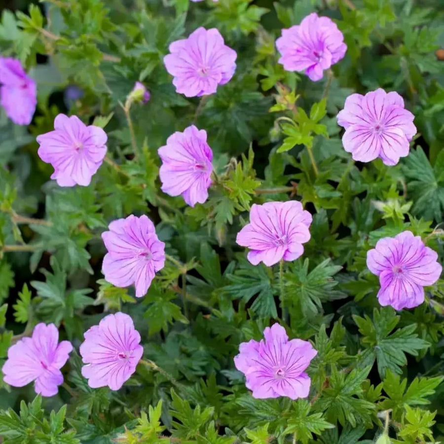Geranium Blushing Turtle Plant  2