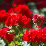 Geranium Bright Red Plant  3