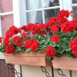 Geranium Bright Red Plant  2
