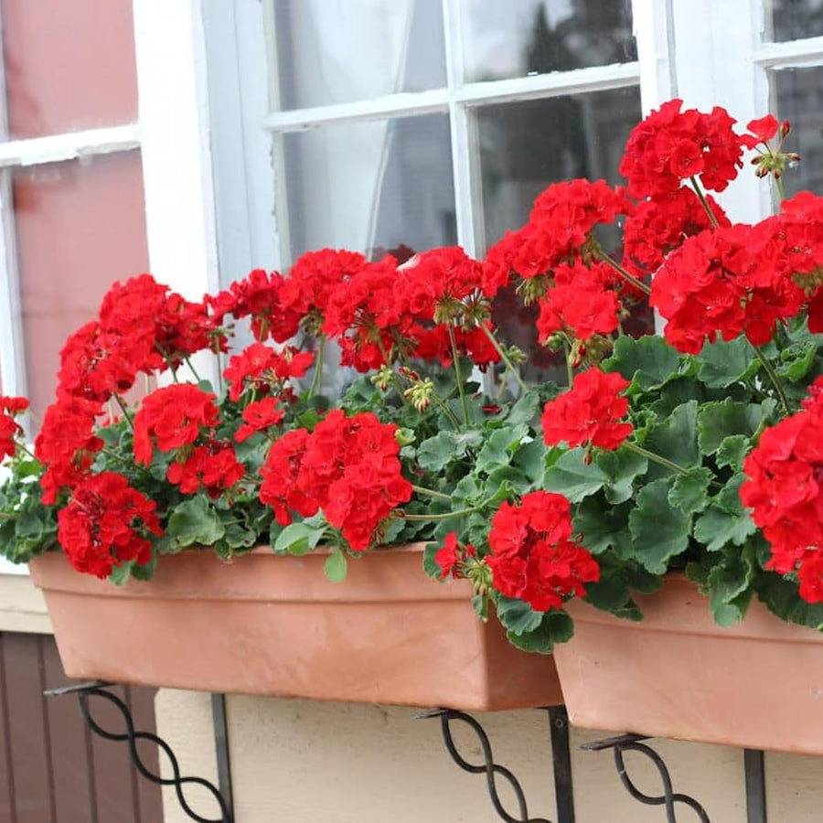 Geranium Bright Red Plant  2