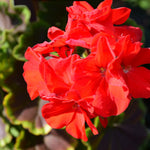 Geranium Bullseye Cherry  3